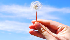 关于草莓视频网页版在线观看